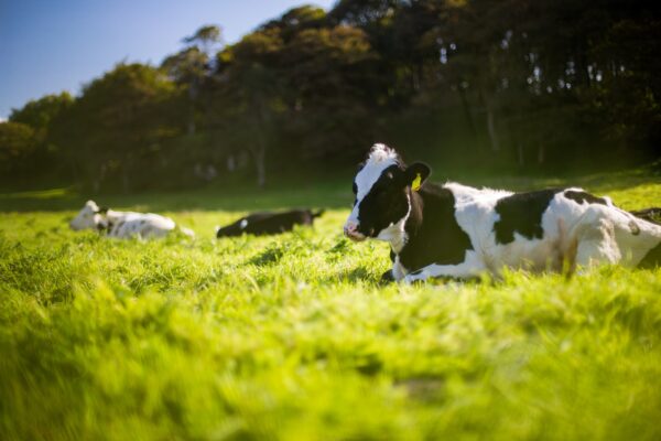 How to get healthier cows  