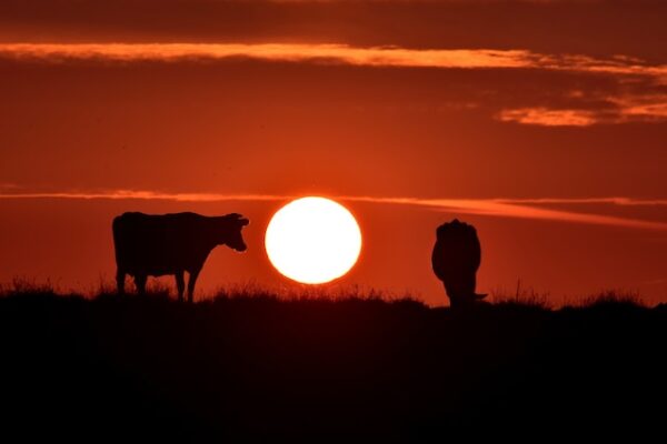 The Unique Characteristics of Red Cows That You Should Know